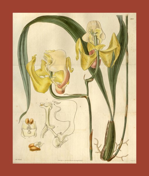Botanical print by Sir William Jackson Hooker, FRS, 1785 â€ì 1865, English botanical illustrator.