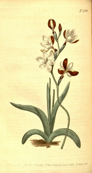 Botanical print by Sydenham Teast Edwards 1768 â€ì 1819, Sydenham Edwards was a natural history