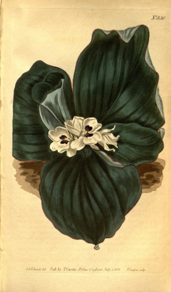 Botanical print by Sydenham Teast Edwards 1768 â€ì 1819, Sydenham Edwards was a natural history