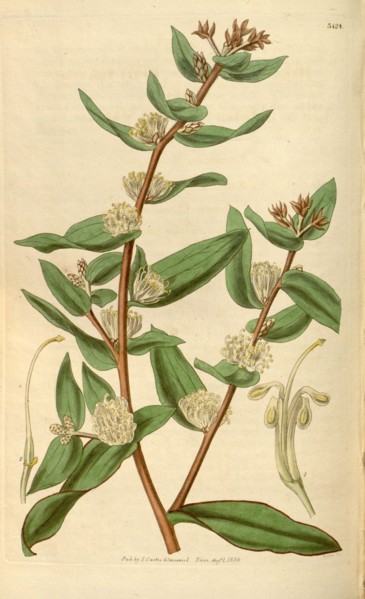 Botanical print or English natural history illustration by Joseph Swan 1796-1872, British Engraver.