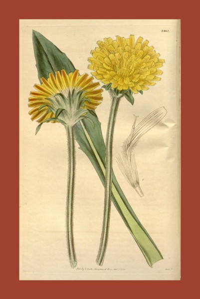 Botanical print or English natural history illustration by Joseph Swan 1796-1872, British Engraver.