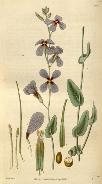 Botanical print by Sir William Jackson Hooker, FRS, 1785 â€ì 1865, English botanical illustrator.