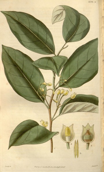 Botanical print or English natural history illustration by Joseph Swan 1796-1872, British Engraver.