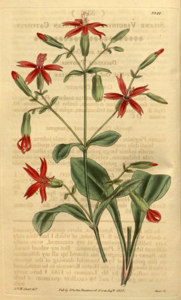 Botanical print or English natural history illustration by Joseph Swan 1796-1872, British Engraver.
