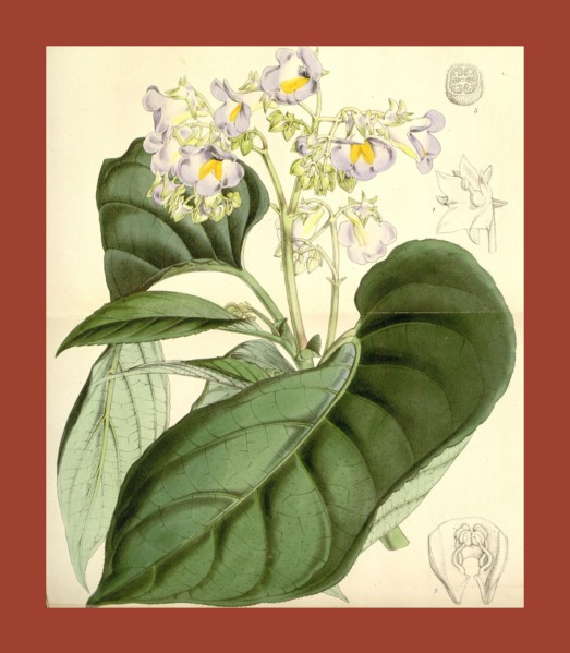 19th century botanical colour  print. Botanical illustration.  Form, colour, and details of the