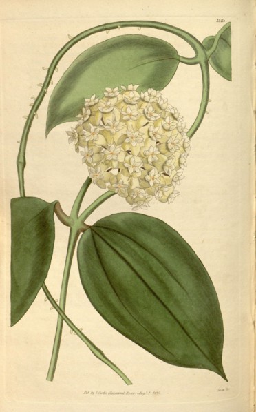 Botanical print or English natural history illustration by Joseph Swan 1796-1872, British Engraver.