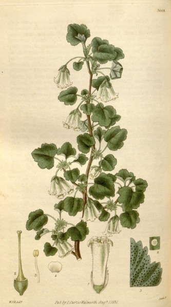Botanical print by Sir William Jackson Hooker, FRS, 1785 â€ì 1865, English botanical illustrator.