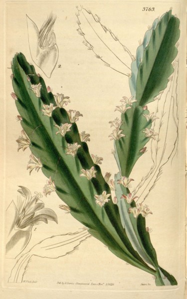 Botanical Print by Walter Hood Fitch 1817 â€ì 1892, W.H. Fitch was an botanical illustrator and