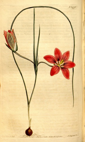 Botanical print by Sydenham Teast Edwards 1768 â€ì 1819, Sydenham Edwards was a natural history