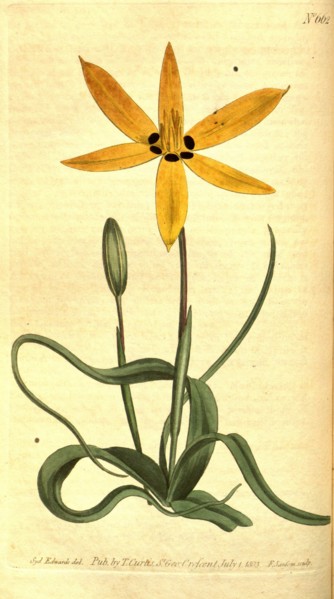 Botanical print by Sydenham Teast Edwards 1768 â€ì 1819, Sydenham Edwards was a natural history