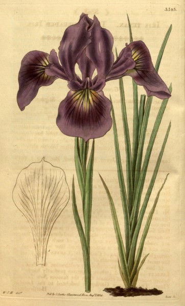 Botanical print by Sir William Jackson Hooker, FRS, 1785 â€ì 1865, English botanical illustrator.