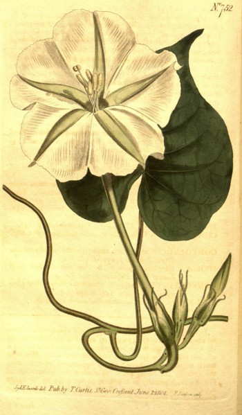 Botanical print by Sydenham Teast Edwards 1768 â€ì 1819, Sydenham Edwards was a natural history