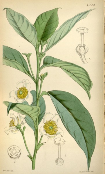 Botanical Print by Walter Hood Fitch 1817 â€ì 1892, W.H. Fitch was an botanical illustrator and