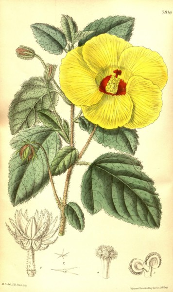 Botanical Print by Walter Hood Fitch 1817 â€ì 1892, W.H. Fitch was an botanical illustrator and