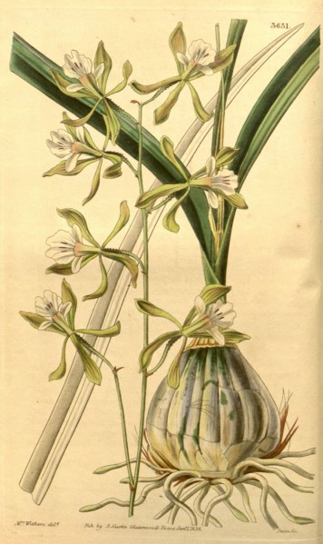 Botanical print by Augusta Innes  Withers (née Baker) (1793-1877),  an English natural history
