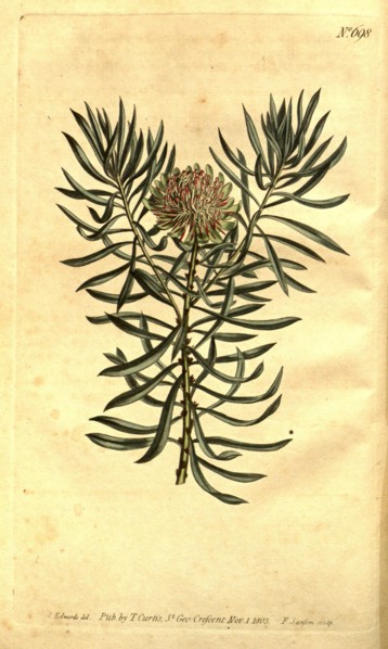 Botanical print by Sydenham Teast Edwards 1768 â€ì 1819, Sydenham Edwards was a natural history