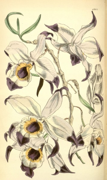 19th century botanical colour  print. Botanical illustration.  Form, colour, and details of the
