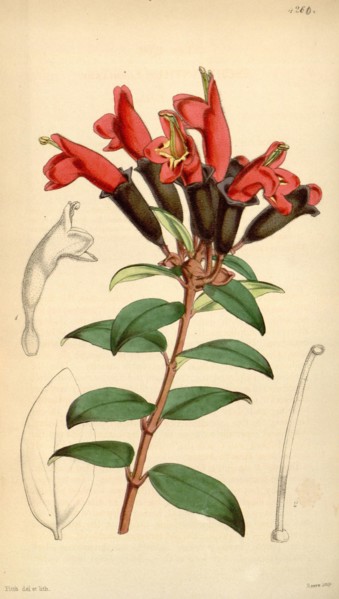 Botanical Print by Walter Hood Fitch 1817 â€ì 1892, W.H. Fitch was an botanical illustrator and