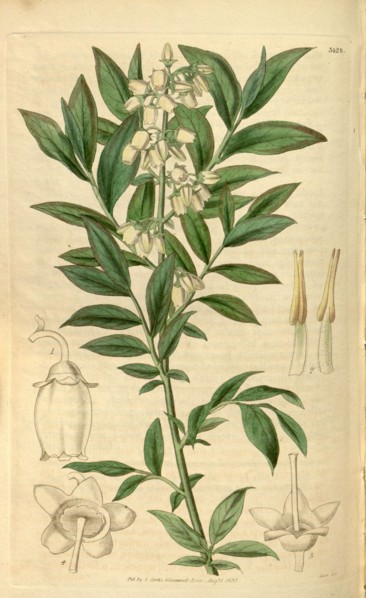 Botanical print or English natural history illustration by Joseph Swan 1796-1872, British Engraver.