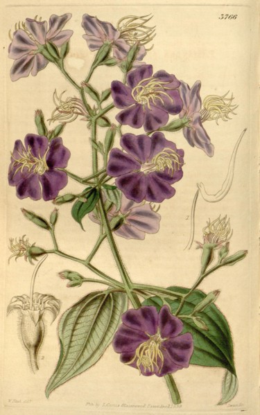 Botanical Print by Walter Hood Fitch 1817 â€ì 1892, W.H. Fitch was an botanical illustrator and