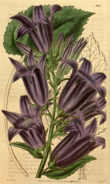 Botanical print by Sir William Jackson Hooker, FRS, 1785 â€ì 1865, English botanical illustrator.