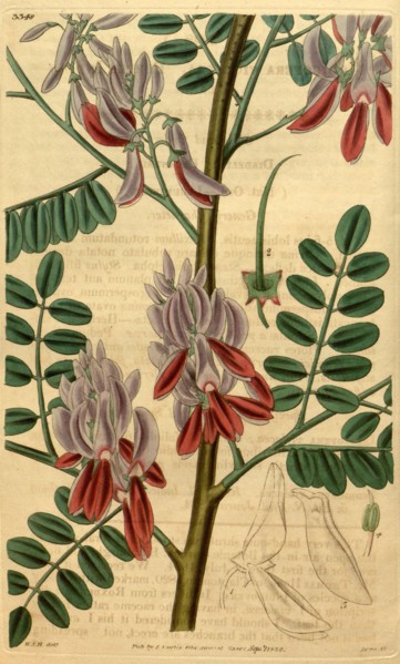 Botanical print by Sir William Jackson Hooker, FRS, 1785 â€ì 1865, English botanical illustrator.
