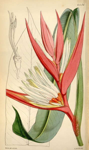 Botanical Print by Walter Hood Fitch 1817 â€ì 1892, W.H. Fitch was an botanical illustrator and