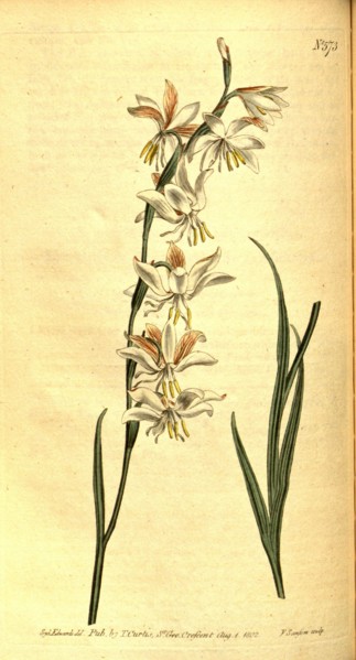 Botanical print by Sydenham Teast Edwards 1768 â€ì 1819, Sydenham Edwards was a natural history