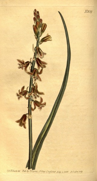 Botanical print by Sydenham Teast Edwards 1768 â€ì 1819, Sydenham Edwards was a natural history