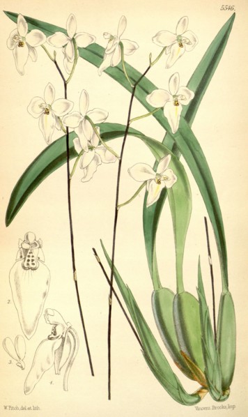 Botanical Print by Walter Hood Fitch 1817 â€ì 1892, W.H. Fitch was an botanical illustrator and