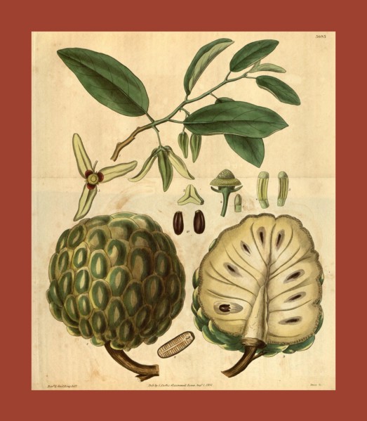 Botanical print or English natural history illustration by Joseph Swan 1796-1872, British Engraver.