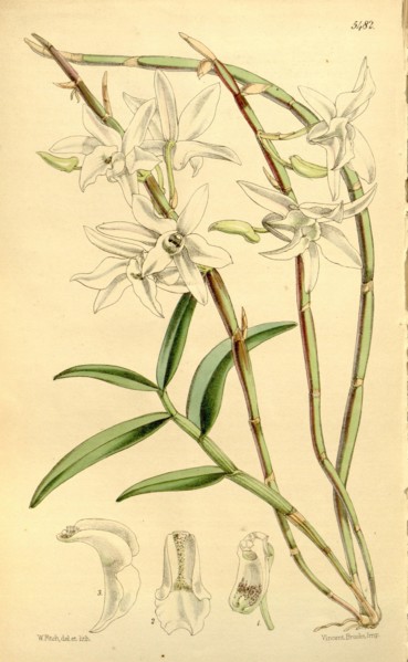 Botanical Print by Walter Hood Fitch 1817 â€ì 1892, W.H. Fitch was an botanical illustrator and