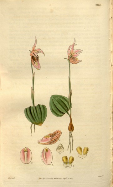 Botanical print by Sir William Jackson Hooker, FRS, 1785 â€ì 1865, English botanical illustrator.