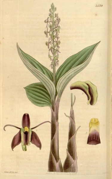 19th century botanical colour  print. Botanical illustration.  Form, colour, and details of the
