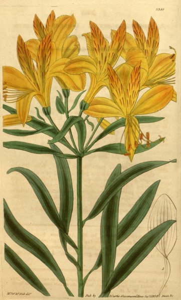 19th century botanical colour  print. Botanical illustration.  Form, colour, and details of the