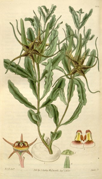 Botanical print by Sir William Jackson Hooker, FRS, 1785 â€ì 1865, English botanical illustrator.