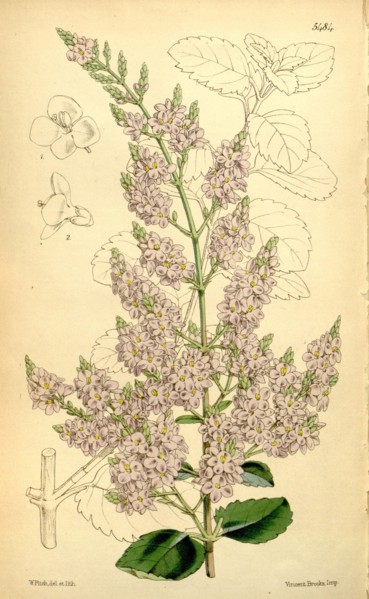 Botanical Print by Walter Hood Fitch 1817 â€ì 1892, W.H. Fitch was an botanical illustrator and