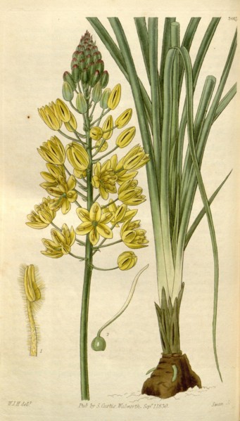 Botanical print by Sir William Jackson Hooker, FRS, 1785 â€ì 1865, English botanical illustrator.