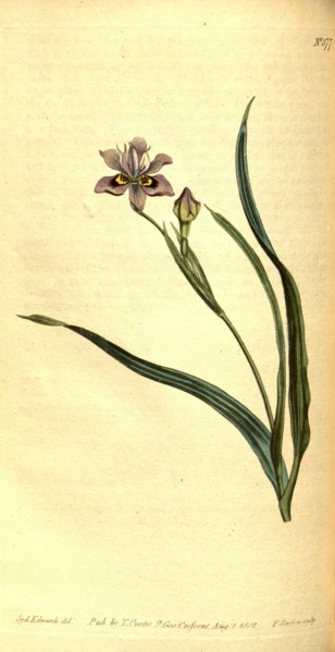 Botanical print by Sydenham Teast Edwards 1768 â€ì 1819, Sydenham Edwards was a natural history