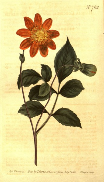 Botanical print by Sydenham Teast Edwards 1768 â€ì 1819, Sydenham Edwards was a natural history