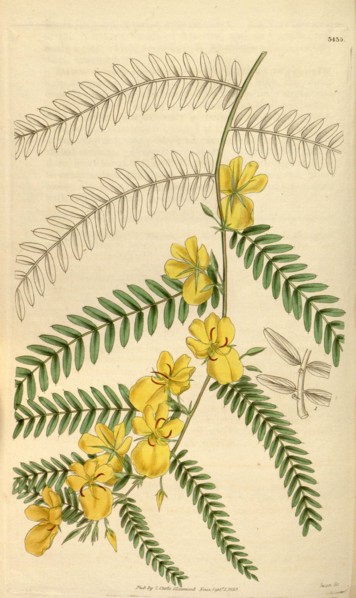 Botanical print or English natural history illustration by Joseph Swan 1796-1872, British Engraver.