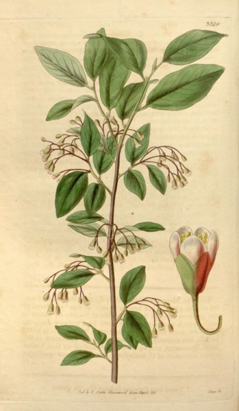 Botanical print or English natural history illustration by Joseph Swan 1796-1872, British Engraver.