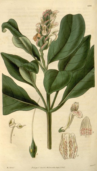 Botanical print by Sir William Jackson Hooker, FRS, 1785 â€ì 1865, English botanical illustrator.