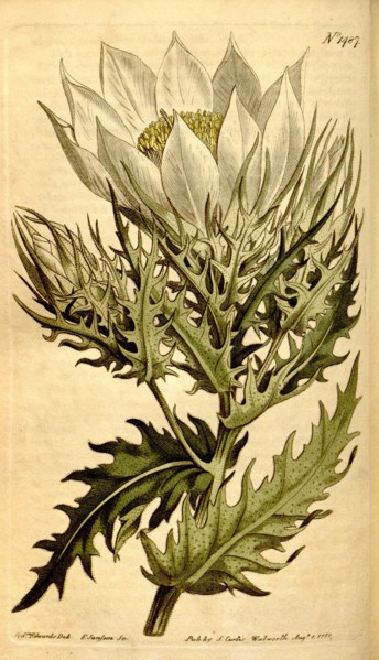 Botanical print by Sydenham Teast Edwards 1768 â€ì 1819, Sydenham Edwards was a natural history