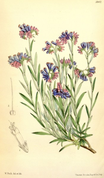 Botanical Print by Walter Hood Fitch 1817 â€ì 1892, W.H. Fitch was an botanical illustrator and