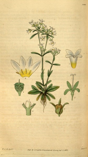 Botanical print by Sir William Jackson Hooker, FRS, 1785 â€ì 1865, English botanical illustrator.
