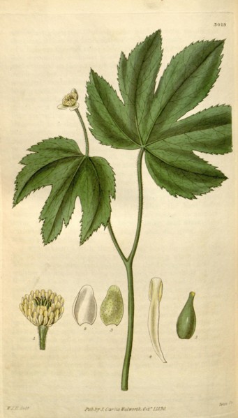 Botanical print by Sir William Jackson Hooker, FRS, 1785 â€ì 1865, English botanical illustrator.