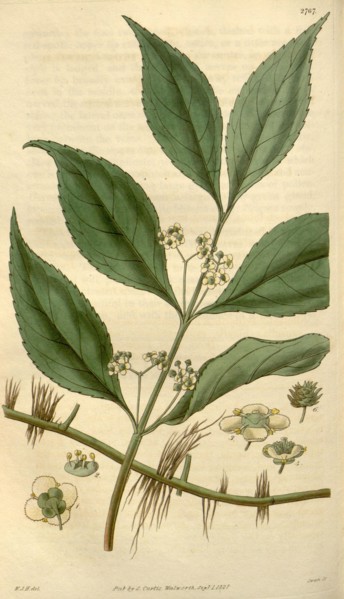 Botanical print by Sir William Jackson Hooker, FRS, 1785 â€ì 1865, English botanical illustrator.