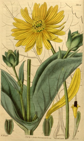 Botanical print by Sir William  Jackson Hooker, FRS, 1785 â€ì  1865, English botanical  illustrator