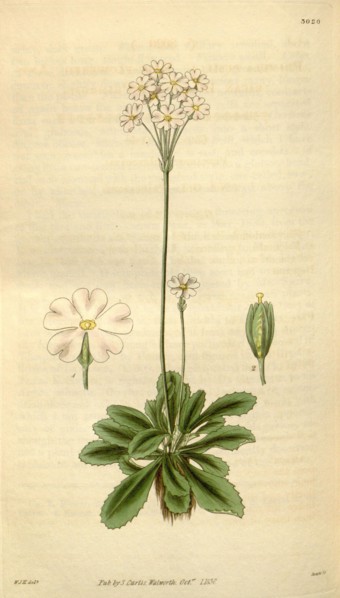 Botanical print by Sir William  Jackson Hooker, FRS, 1785 â€ì  1865, English botanical  illustrator